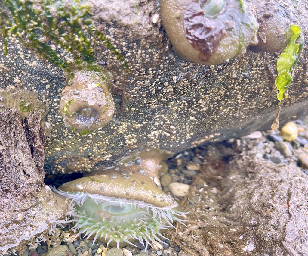 rocks covered in sea anemones