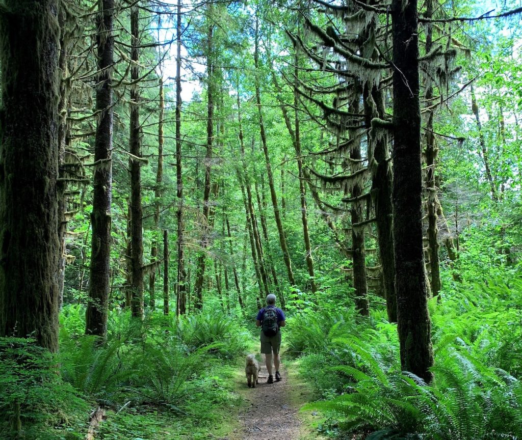 person walking a dog on a dirt path through tall trees and a big ferns