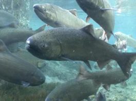 Chinook salmon swimming in a large group