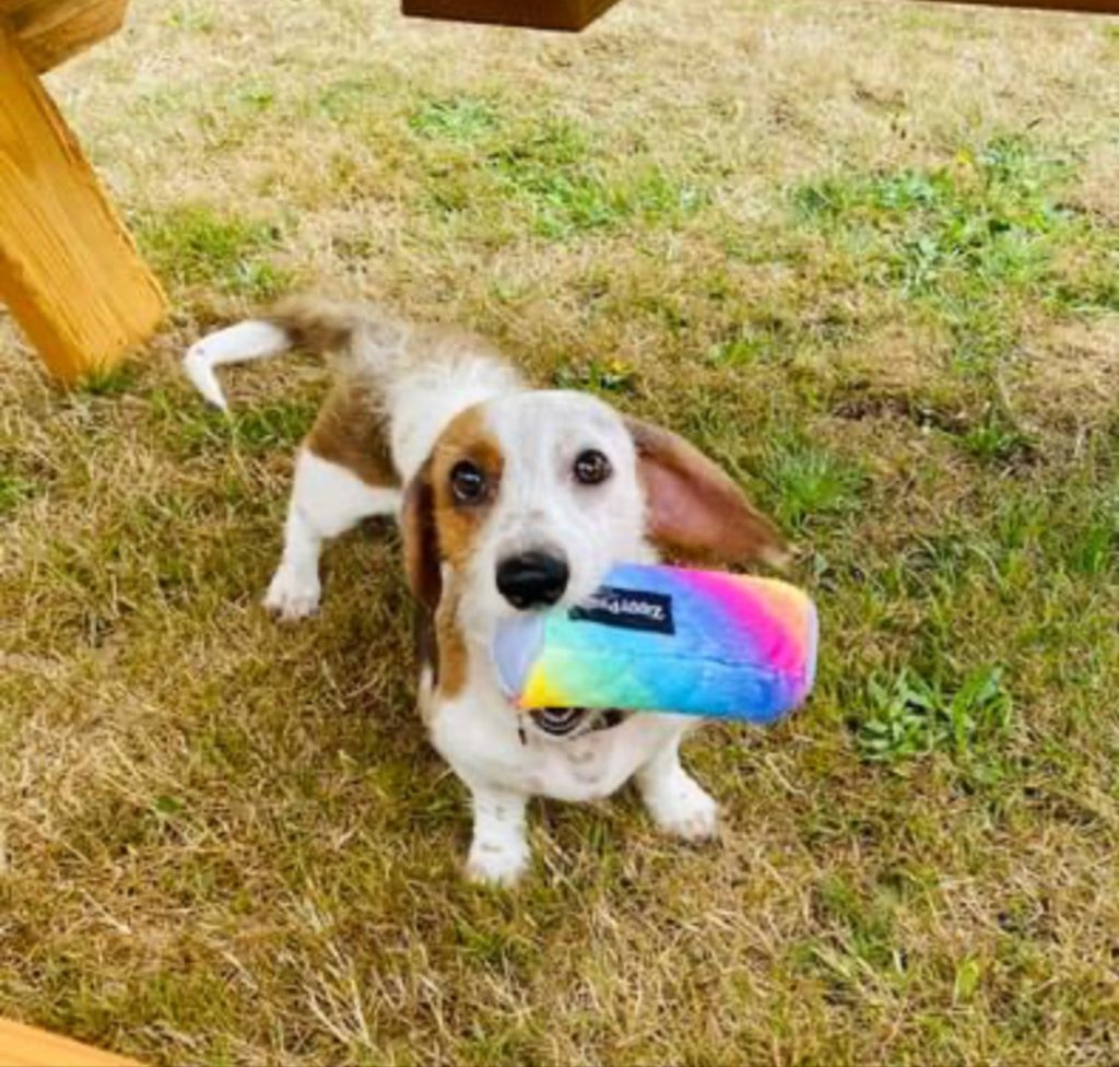 a dog with a toy in his mouth standing in grass