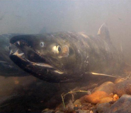 Chum salmon in a river