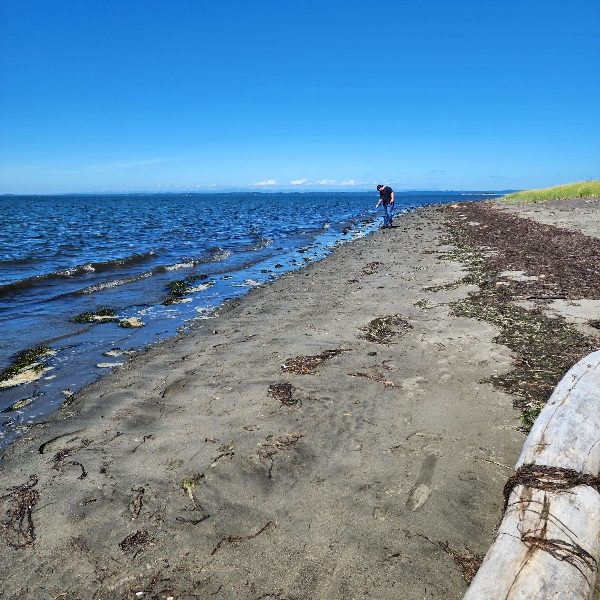 A beachcomber searches along Bottle Beach for sea glass.