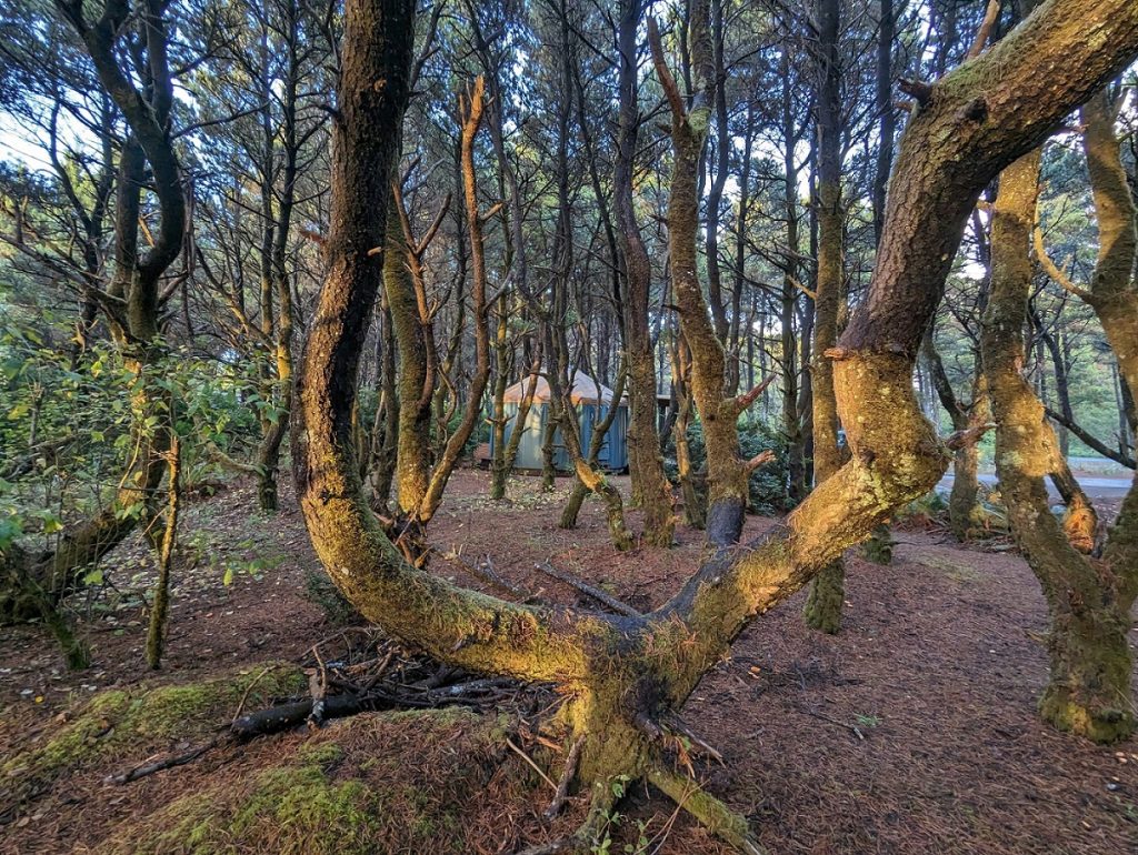 tall trees in a forest