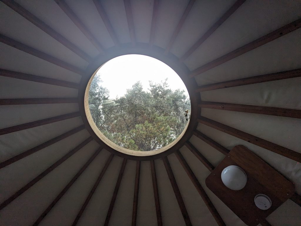 view out the skylight of the yurt with evergreen trees visible