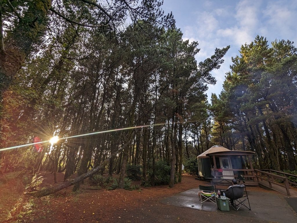 wooden yurt surrounded by tall evergreens with the sun shining through them