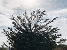 Monterey cypress tree in a field
