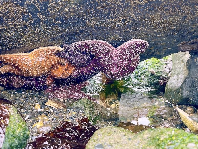where to find-tidepool-grays harbor exploration starfish cling to a rock in a tidepool at a Grays Harbor beach