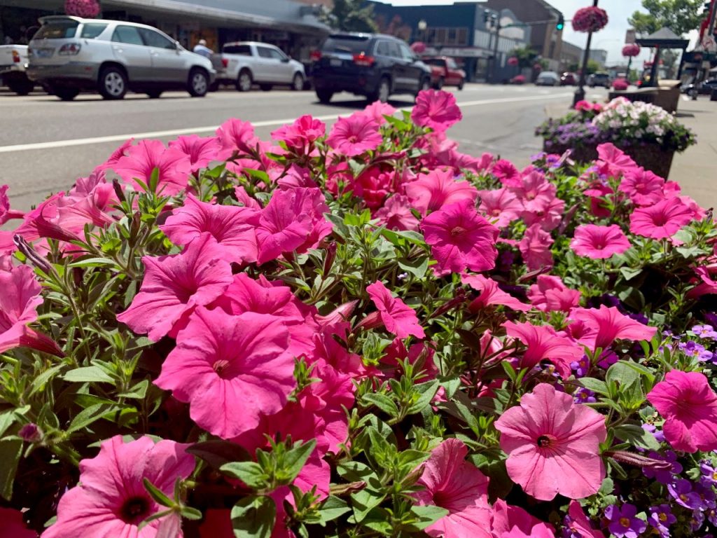 close up of petunias
